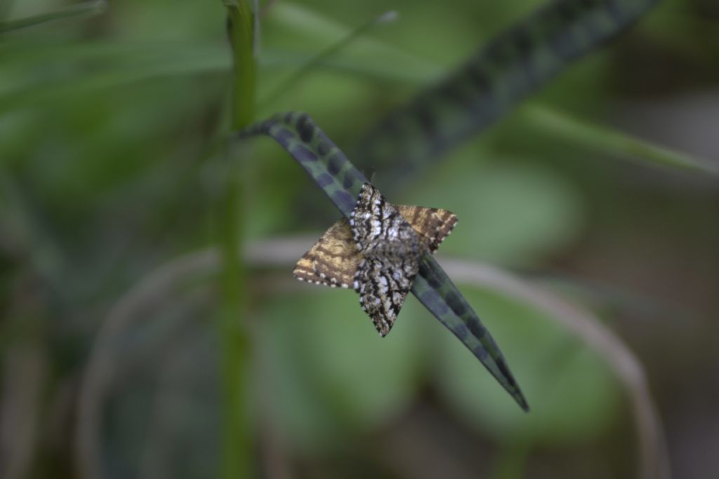 Ematurga atomaria